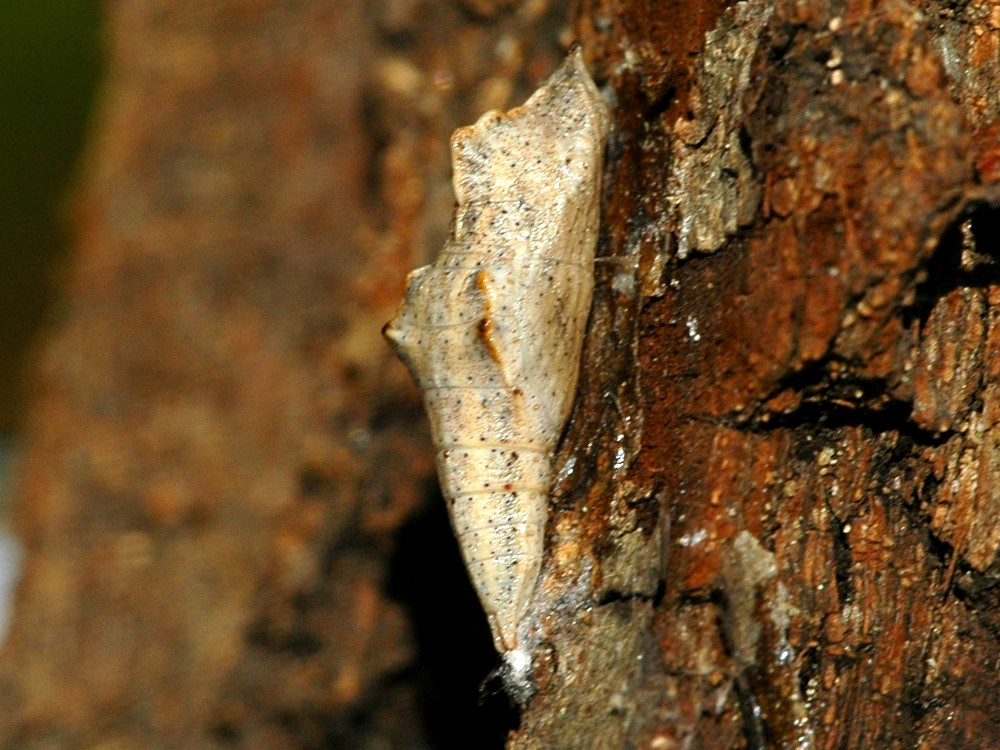 Bild Nr.07005a zum Vergrößern klicken Bild Nr.07005a