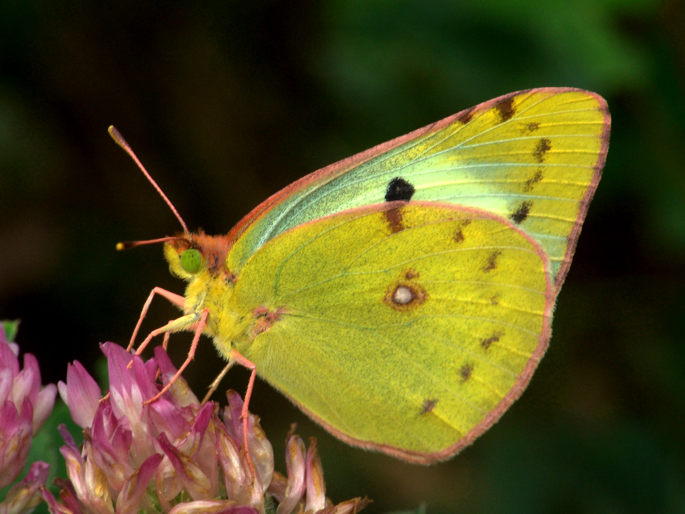 Bild Nr.07021 zum Vergrößern klicken Bild Nr.07021