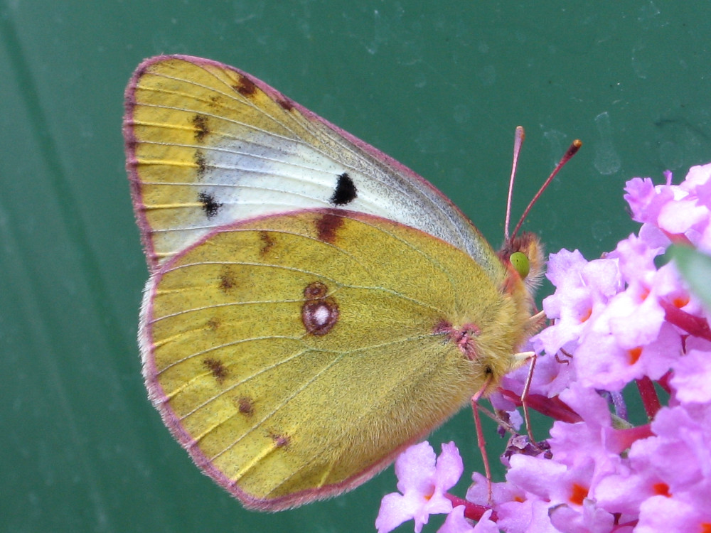 Bild Nr.07021 zum Vergrößern klicken Bild Nr.07021