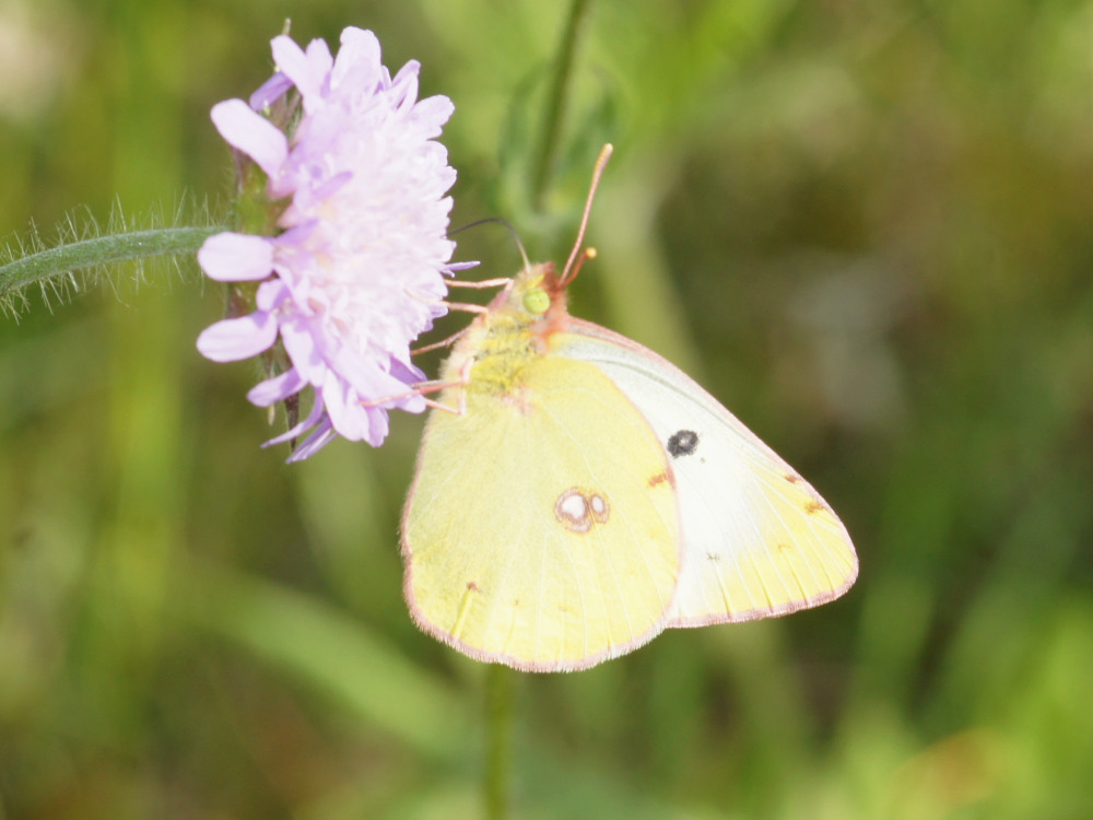 Bild Nr.07021 zum Vergrößern klicken Bild Nr.07021