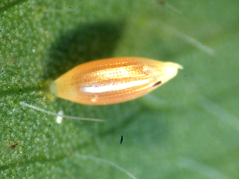 Bild Nr.07021 zum Vergrößern klicken Bild Nr.07021