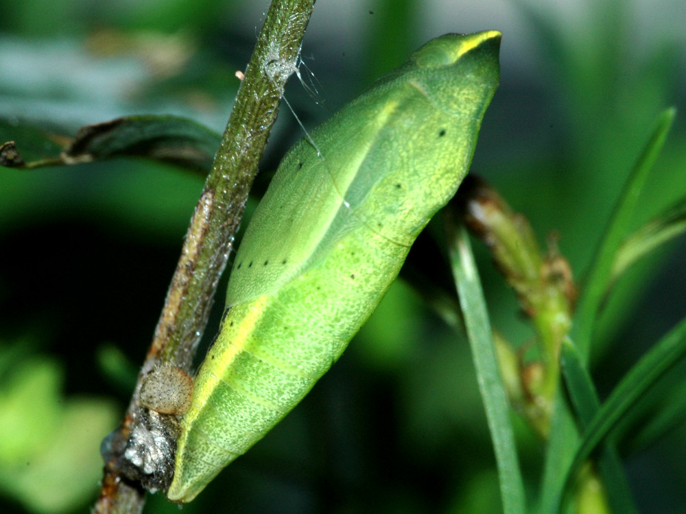 Bild Nr.07021 zum Vergrößern klicken Bild Nr.07021