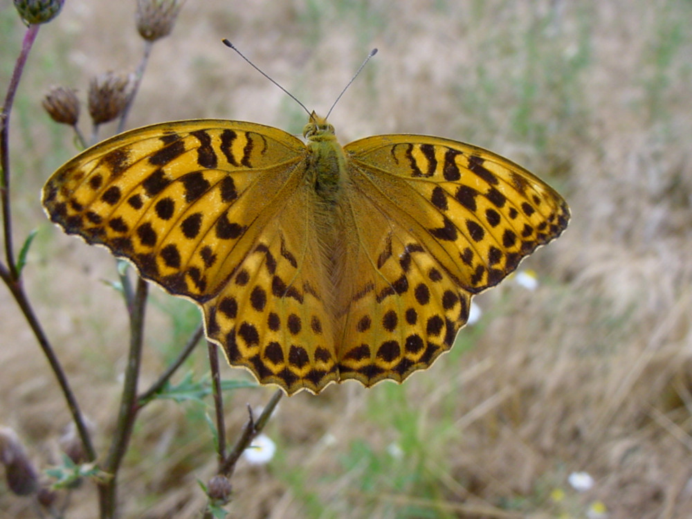 Bild Nr.07202 zum Vergrößern klicken Bild Nr.07202