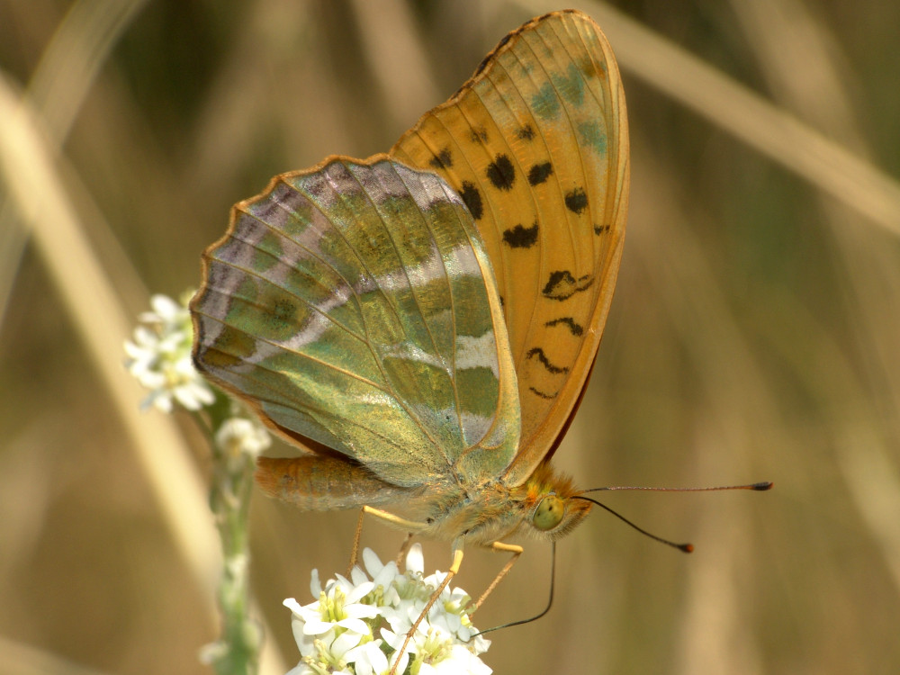 Bild Nr.07202 zum Vergrößern klicken Bild Nr.07202
