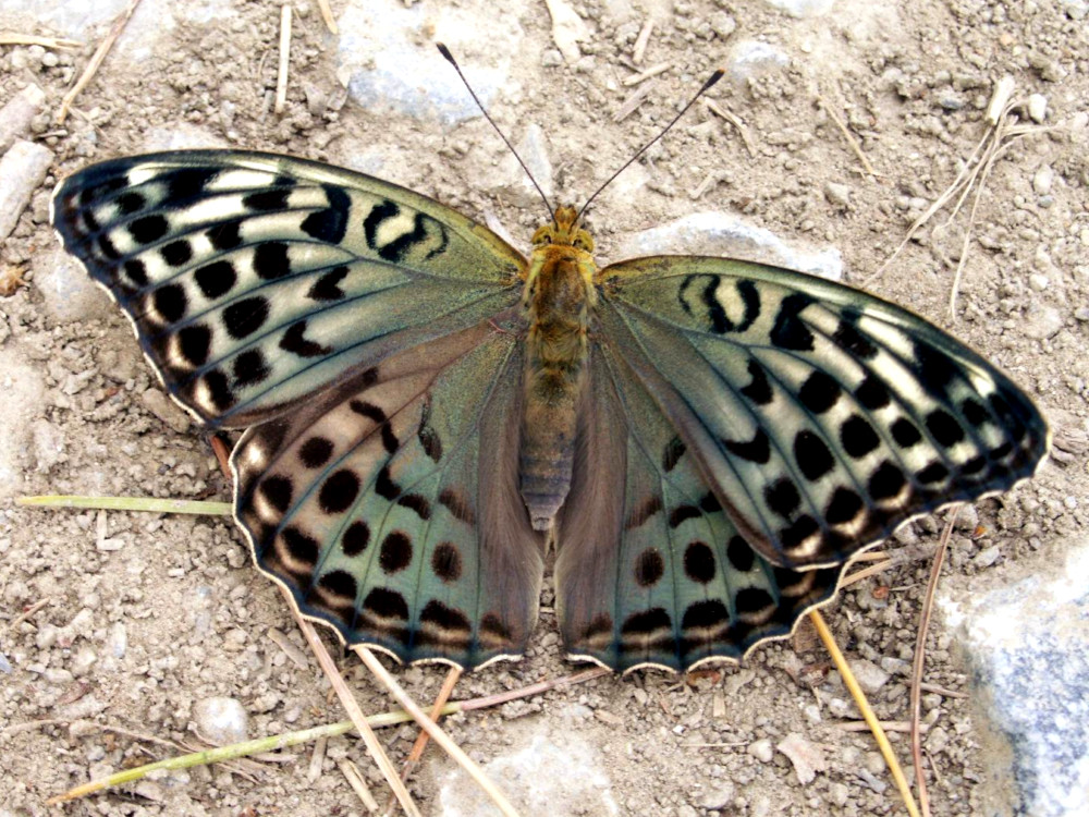 Bild Nr.07202 zum Vergrößern klicken Bild Nr.07202