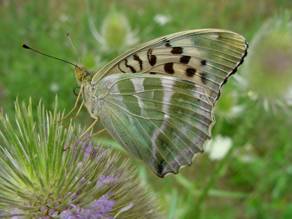 Bild Nr.07202 zum Vergrößern klicken Bild Nr.07202
