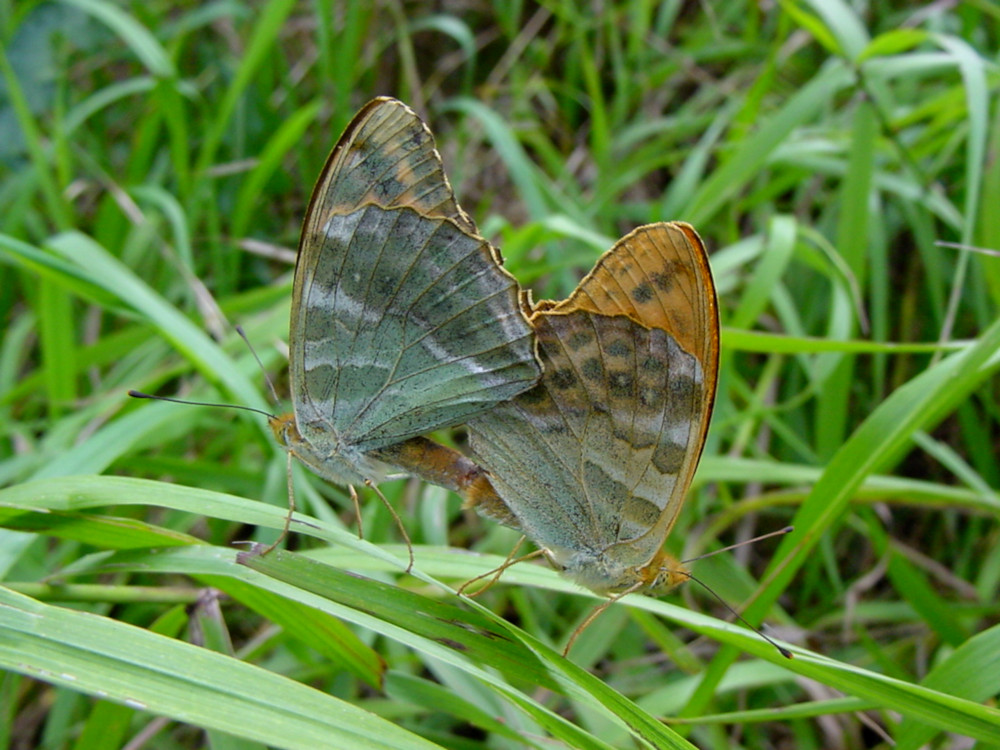Bild Nr.07202 zum Vergrößern klicken Bild Nr.07202