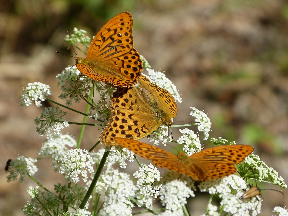 Bild Nr.07202 zum Vergrößern klicken Bild Nr.07202