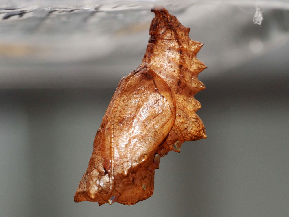 Bild Nr.07202 zum Vergrößern klicken Bild Nr.07202