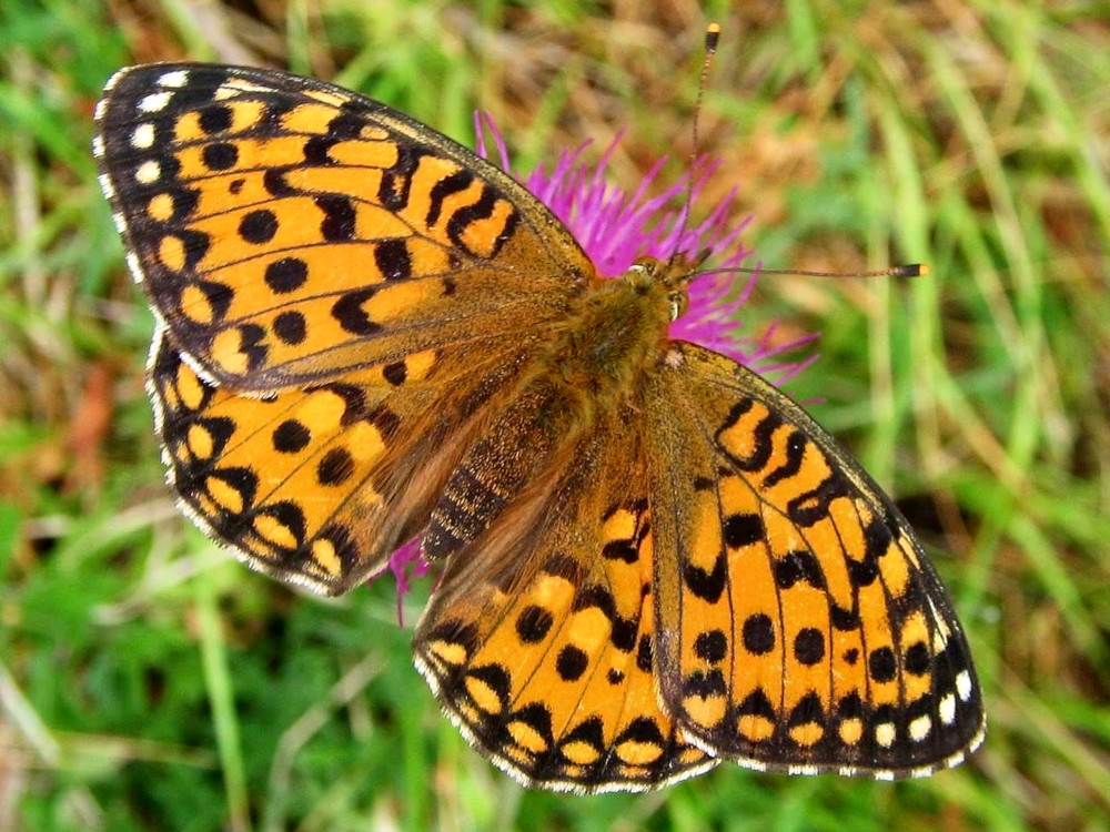 Bild Nr.07204 zum Vergrößern klicken Bild Nr.07204