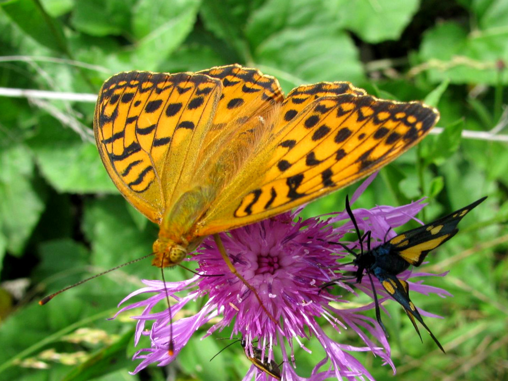 Bild Nr.07205 zum Vergrößern klicken Bild Nr.07205