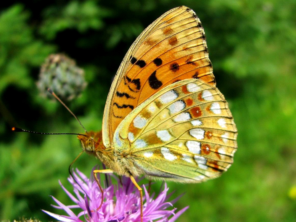 Bild Nr.07205 zum Vergrößern klicken Bild Nr.07205