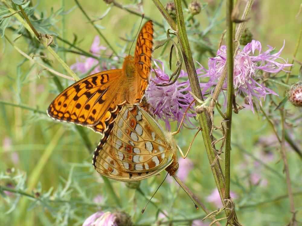 Bild Nr.07205 zum Vergrößern klicken Bild Nr.07205