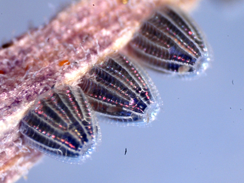 Bild Nr.07205 zum Vergrößern klicken Bild Nr.07205