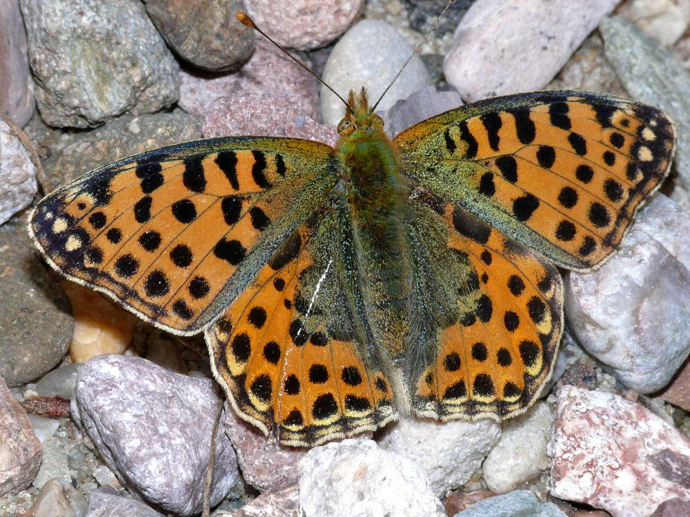 Bild Nr.07210 zum Vergrößern klicken Bild Nr.07210