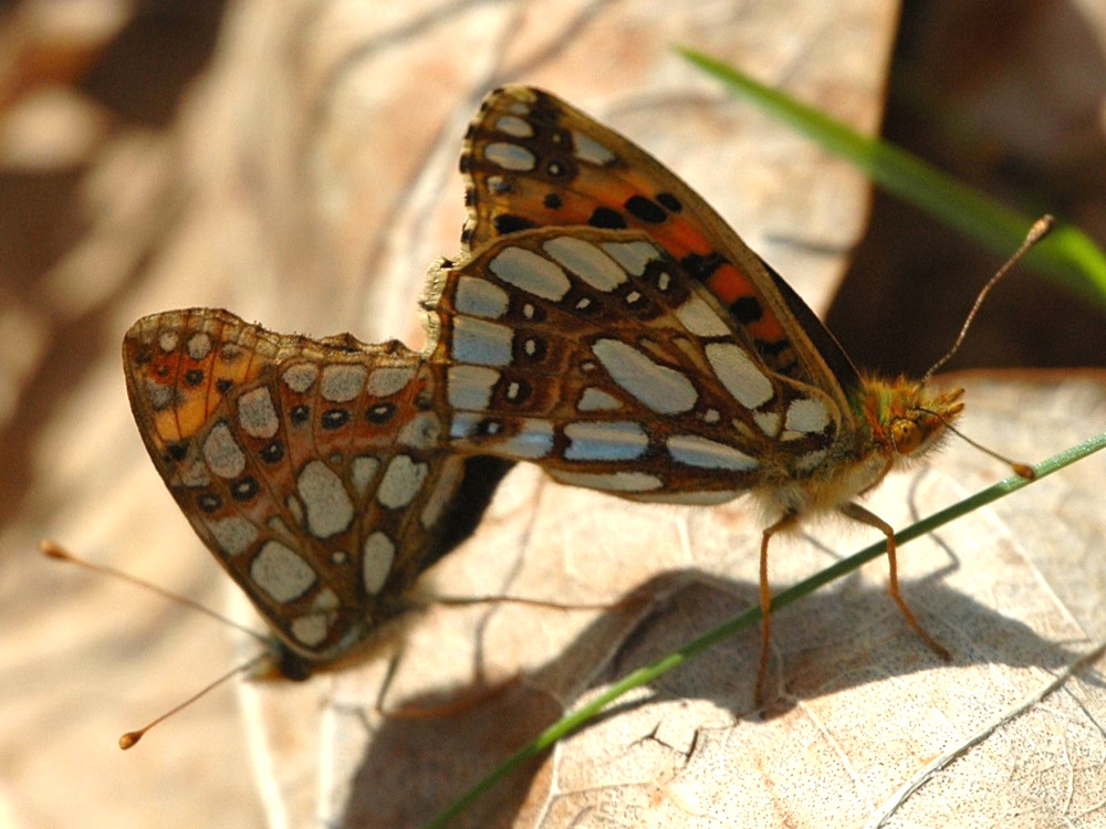 Bild Nr.07210 zum Vergrößern klicken Bild Nr.07210