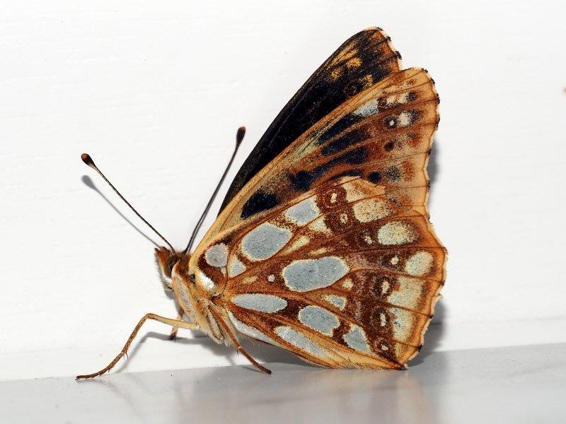 Bild Nr.07210 zum Vergrößern klicken Bild Nr.07210