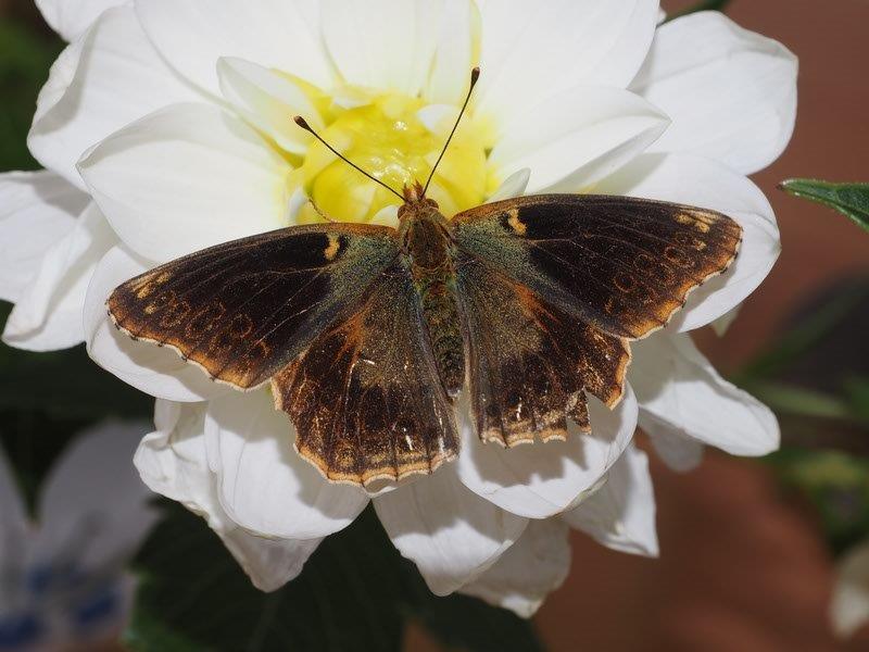 Bild Nr.07210 zum Vergrößern klicken Bild Nr.07210