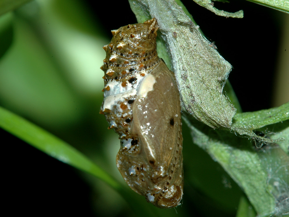 Bild Nr.07210 zum Vergrößern klicken Bild Nr.07210