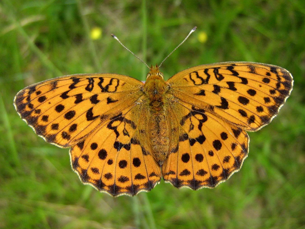 Bild Nr.07214 zum Vergrößern klicken Bild Nr.07214