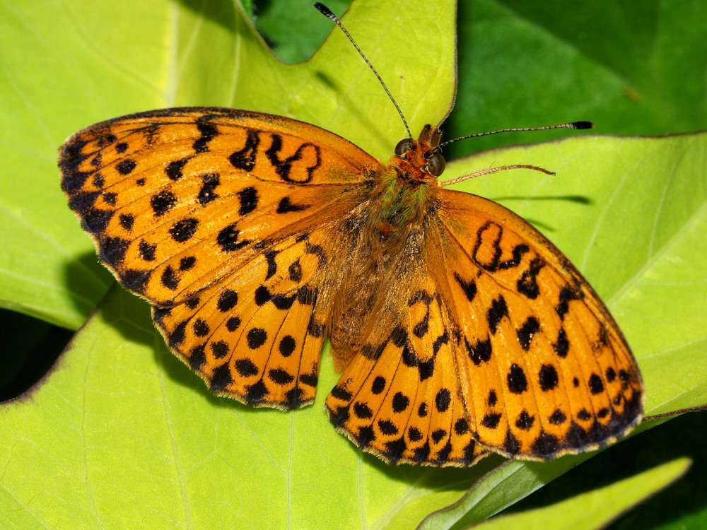 Bild Nr.07214 zum Vergrößern klicken Bild Nr.07214