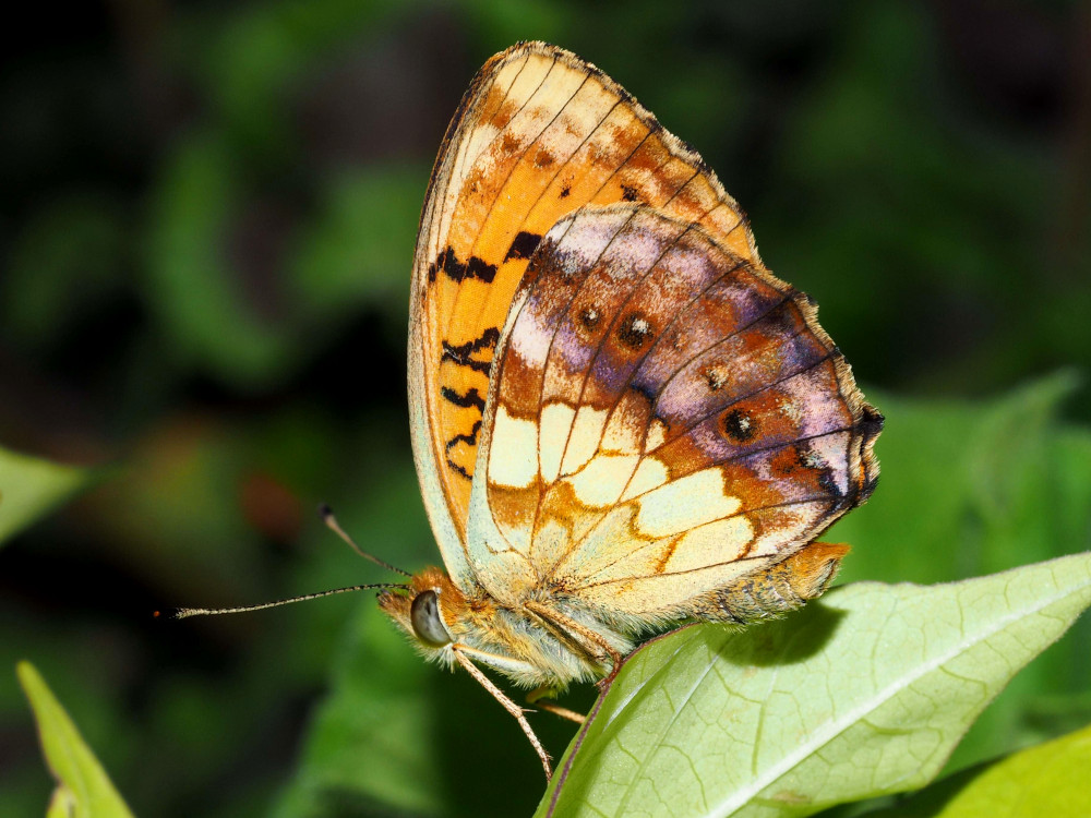 Bild Nr.07214 zum Vergrößern klicken Bild Nr.07214
