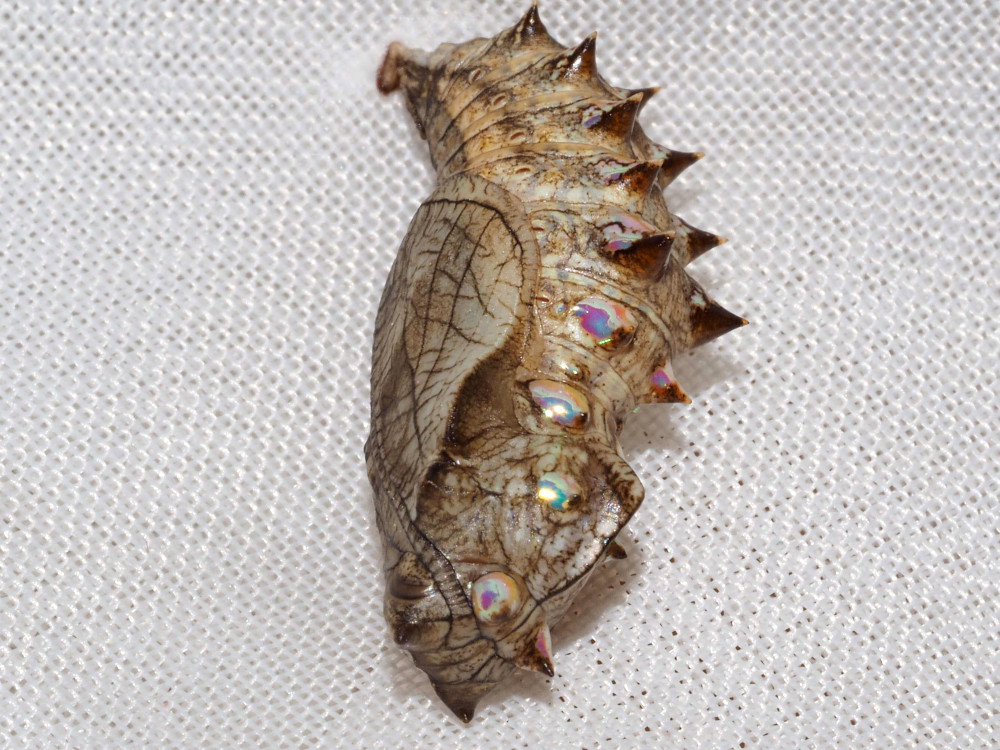 Bild Nr.07214 zum Vergrößern klicken Bild Nr.07214