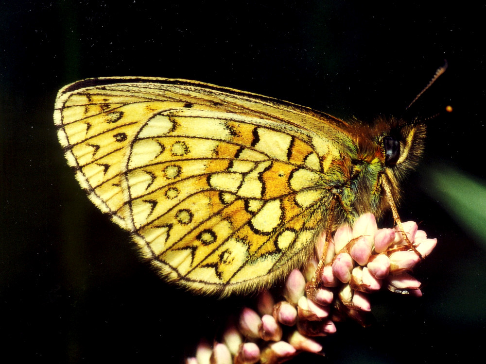 Bild Nr.07218 zum Vergrößern klicken Bild Nr.07218