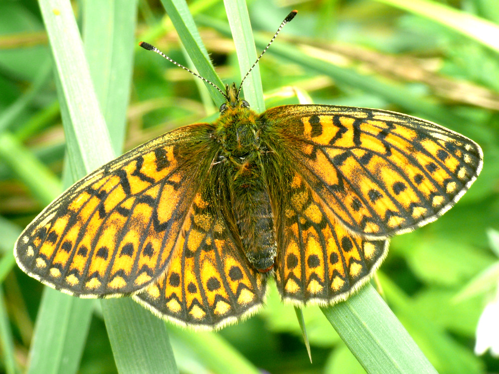 Bild Nr.07218 zum Vergrößern klicken Bild Nr.07218