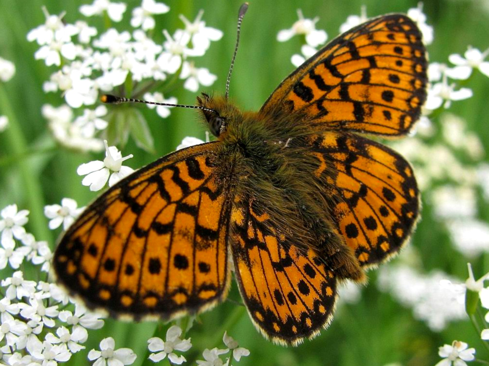 Bild Nr.07220 zum Vergrößern klicken Bild Nr.07220