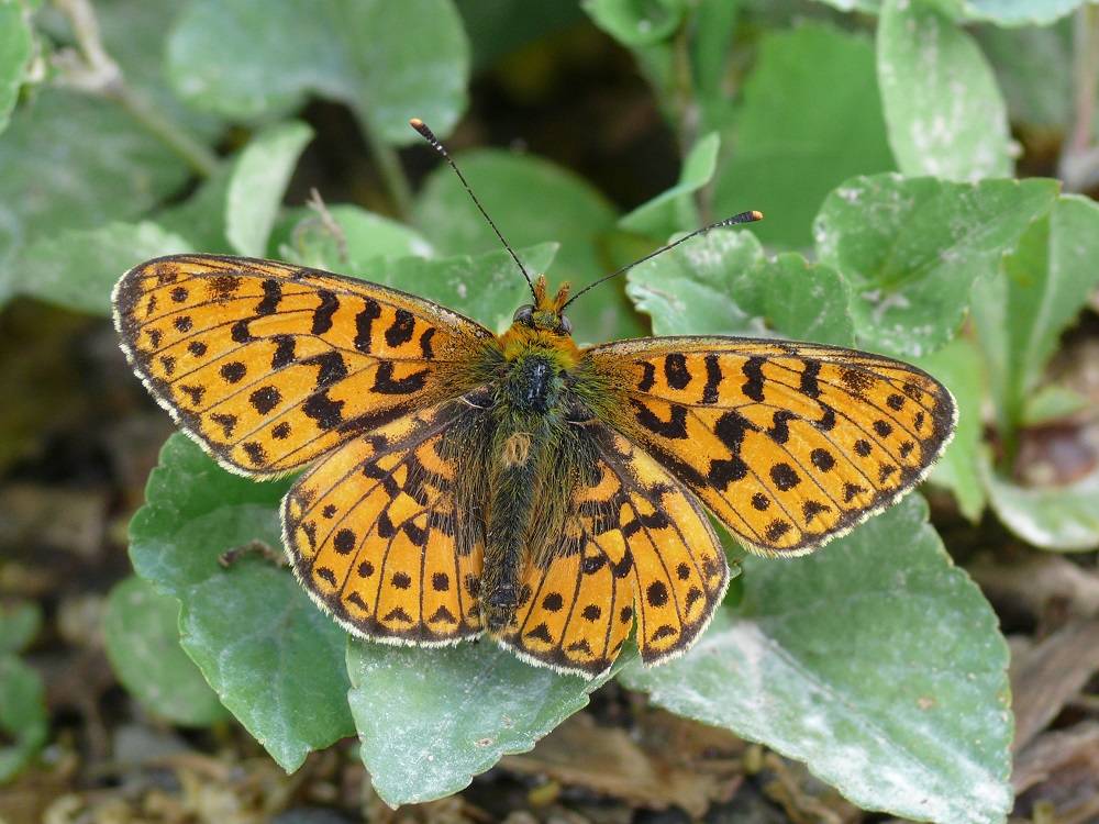 Bild Nr.07220 zum Vergrößern klicken Bild Nr.07220