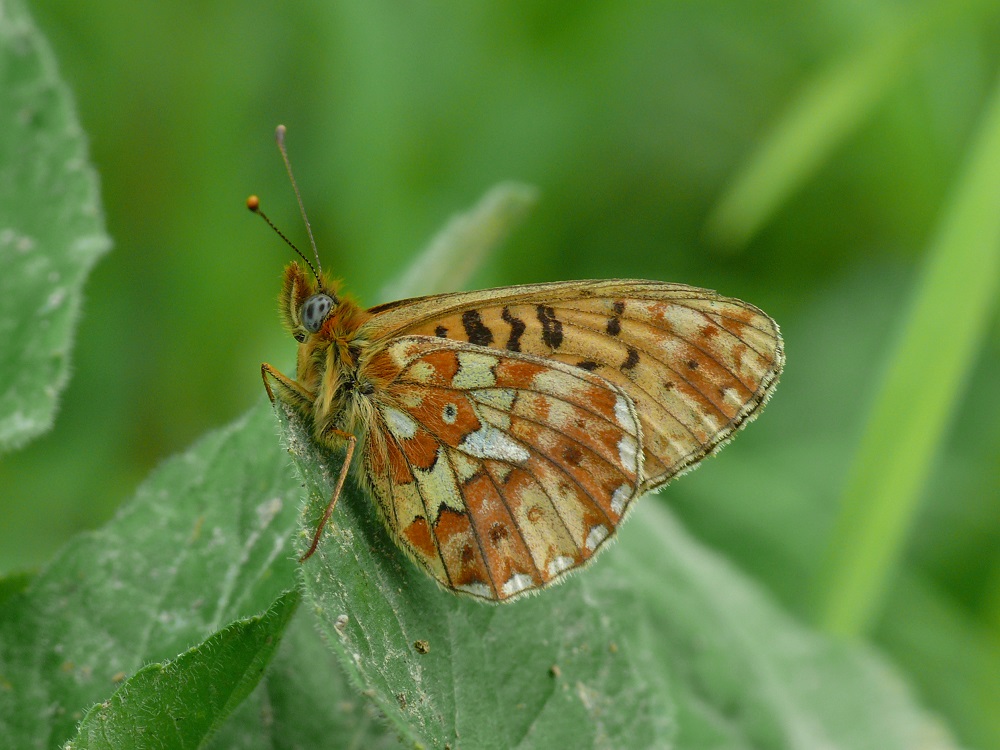 Bild Nr.07220 zum Vergrößern klicken Bild Nr.07220