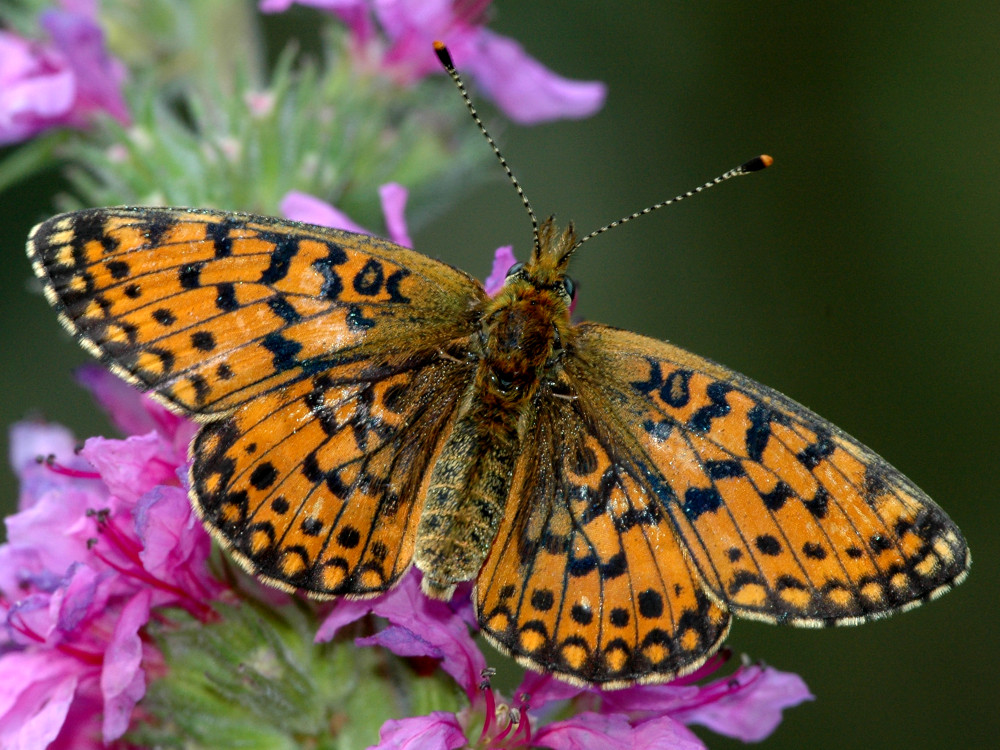 Bild Nr.07222 zum Vergrößern klicken Bild Nr.07222