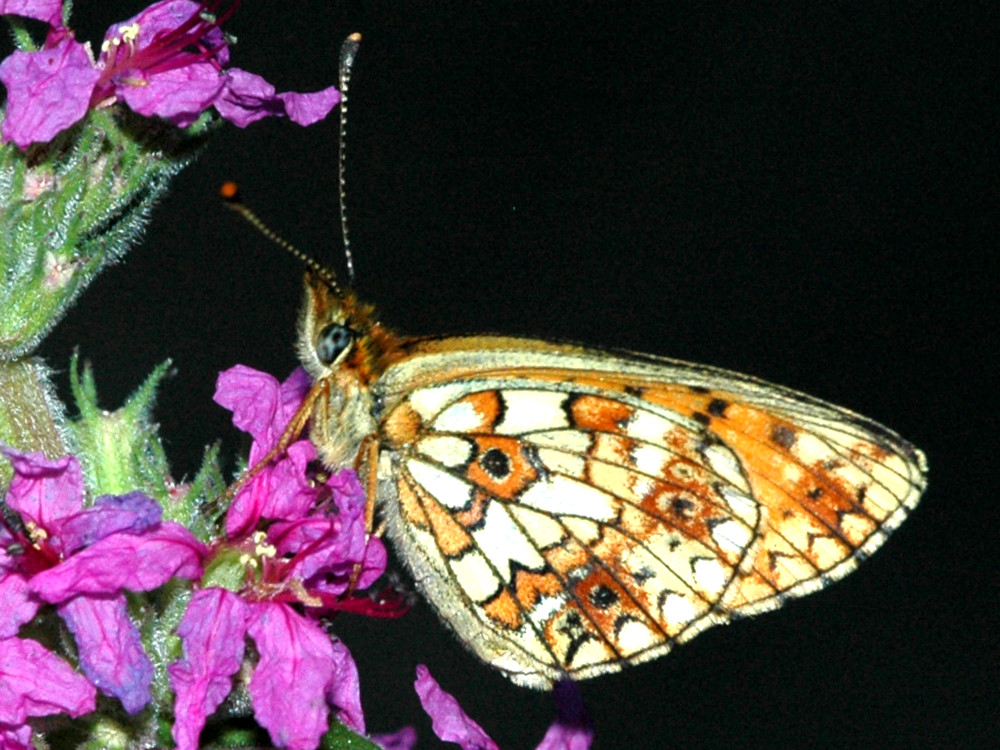 Bild Nr.07222 zum Vergrößern klicken Bild Nr.07222