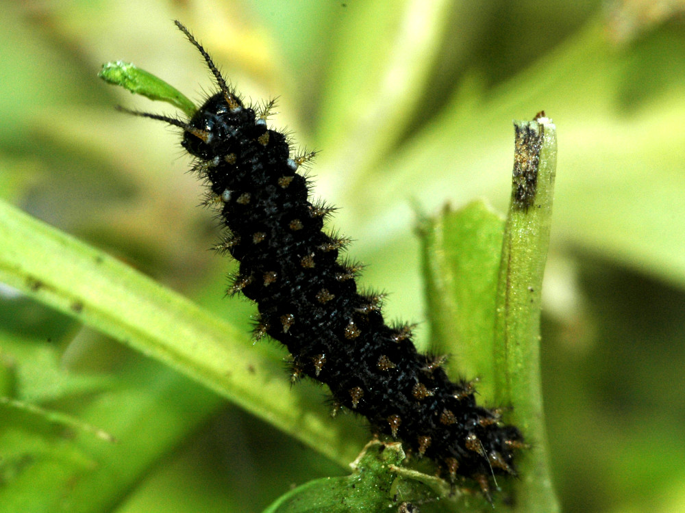 Bild Nr.07222 zum Vergrößern klicken Bild Nr.07222