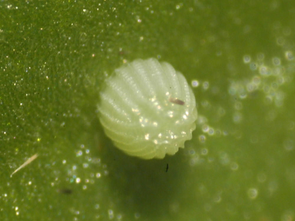 Bild Nr.07222 zum Vergrößern klicken Bild Nr.07222