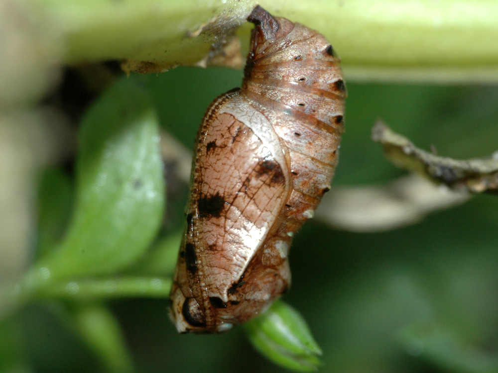 Bild Nr.07222 zum Vergrößern klicken Bild Nr.07222