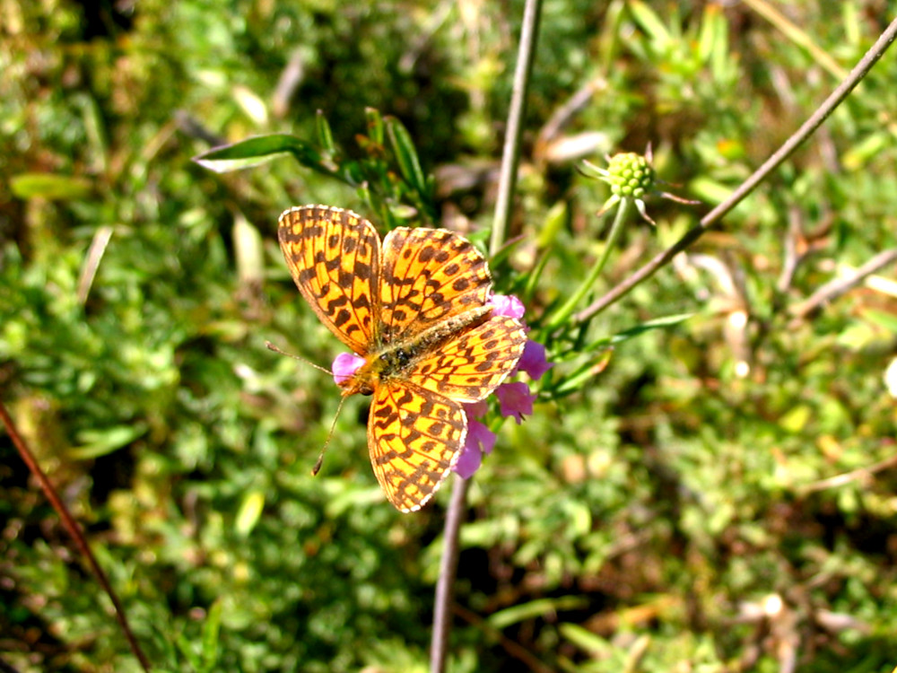 Bild Nr.07228 zum Vergrößern klicken Bild Nr.07228