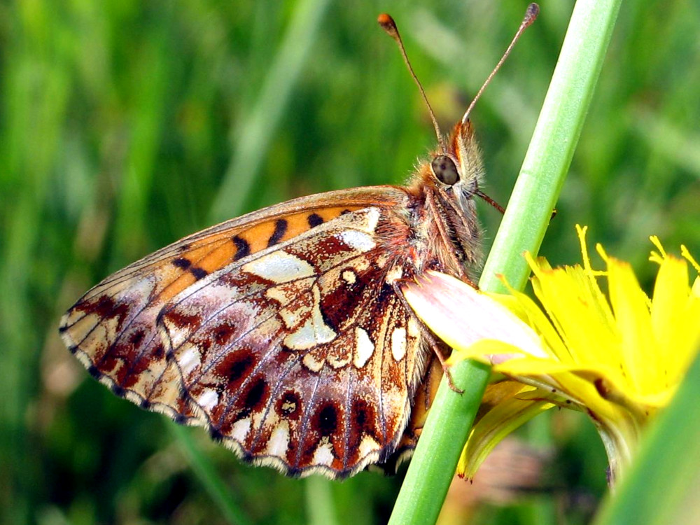 Bild Nr.07228 zum Vergrößern klicken Bild Nr.07228