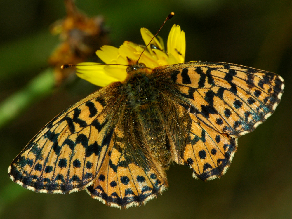 Bild Nr.07237 zum Vergrößern klicken Bild Nr.07237
