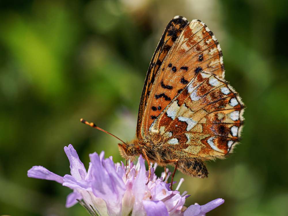 Bild Nr.07237 zum Vergrößern klicken Bild Nr.07237