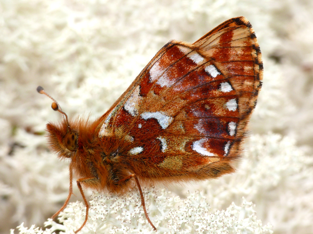 Bild Nr.07237 zum Vergrößern klicken Bild Nr.07237