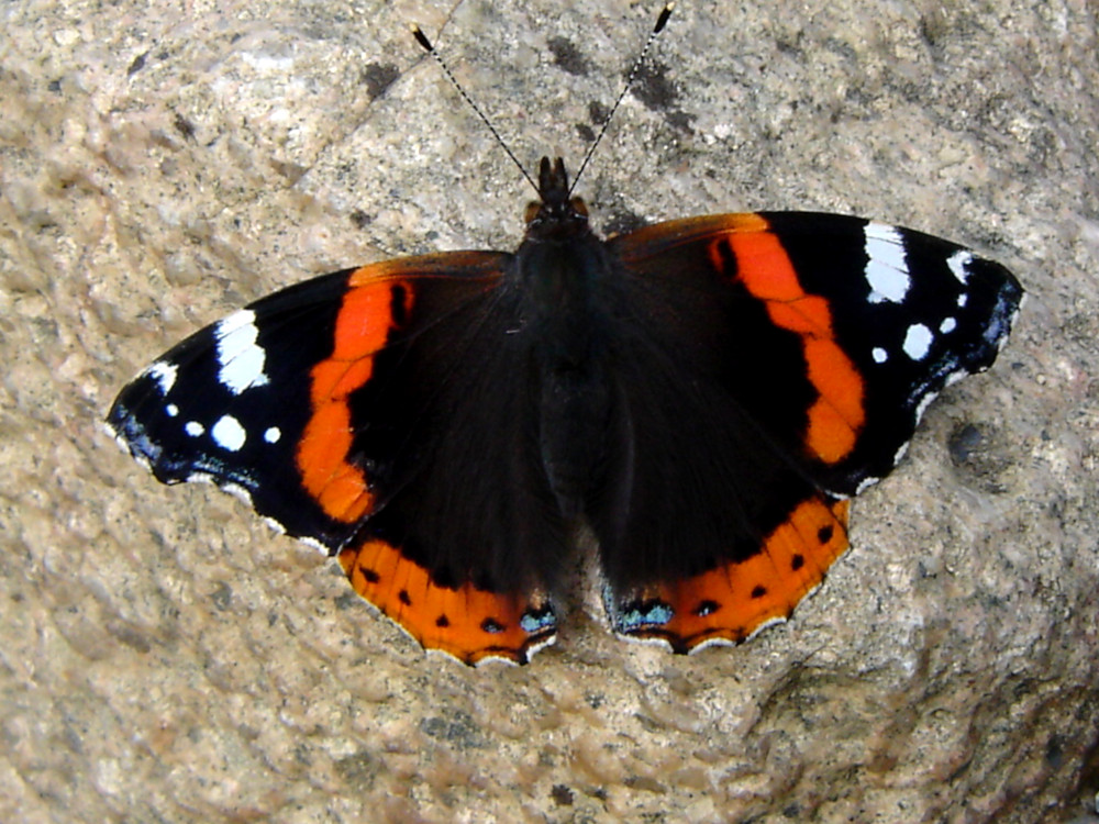 Bild Nr.07243 zum Vergrößern klicken Bild Nr.07243