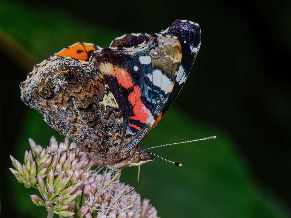 Bild Nr.07243 zum Vergrößern klicken Bild Nr.07243