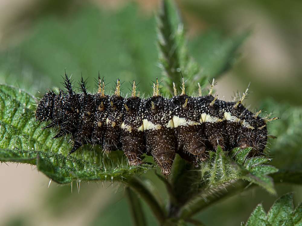 Bild Nr.07243 zum Vergrößern klicken Bild Nr.07243