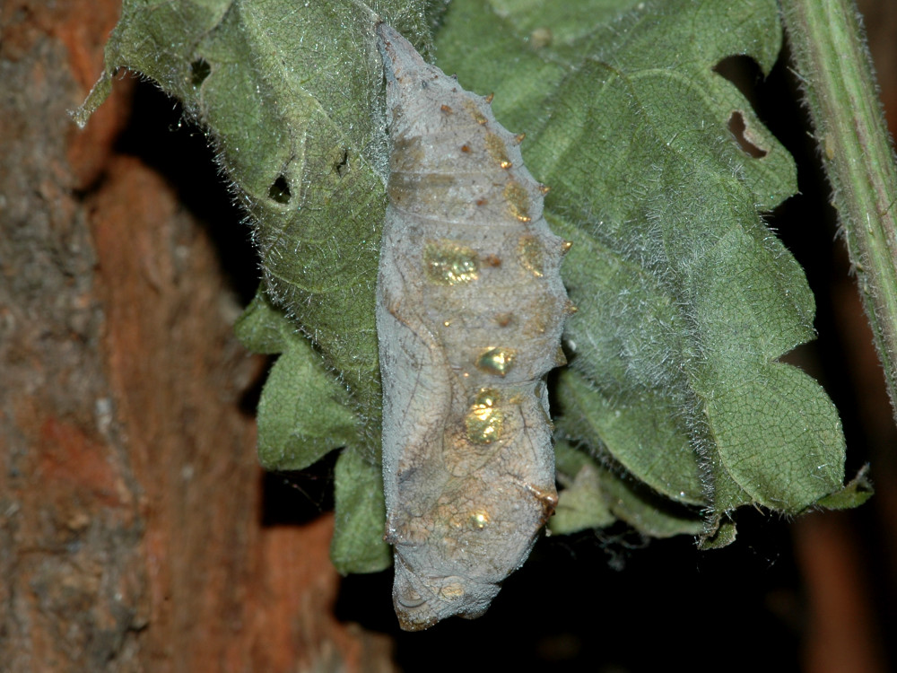 Bild Nr.07243 zum Vergrößern klicken Bild Nr.07243