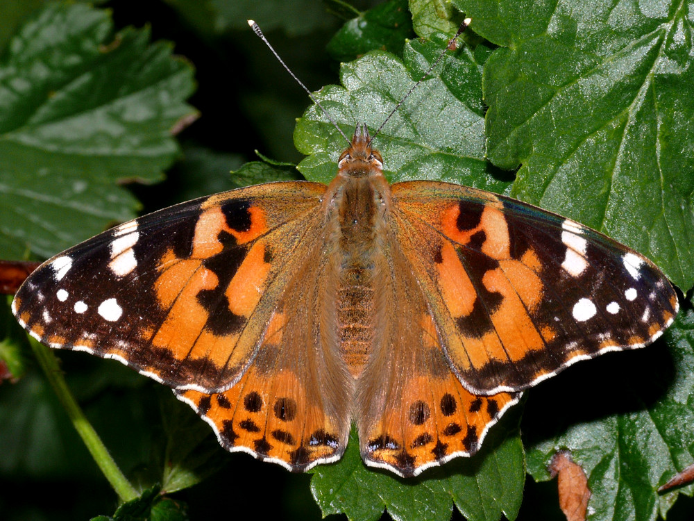 Bild Nr.07245 zum Vergrößern klicken Bild Nr.07245