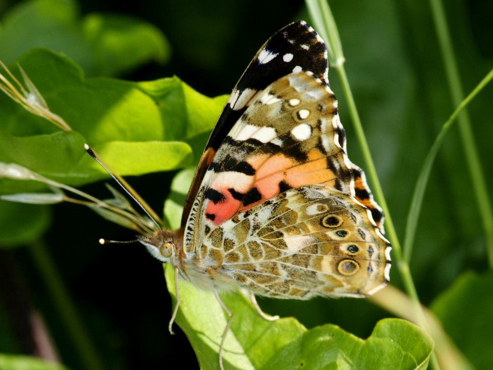 Bild Nr.07245 zum Vergrößern klicken Bild Nr.07245