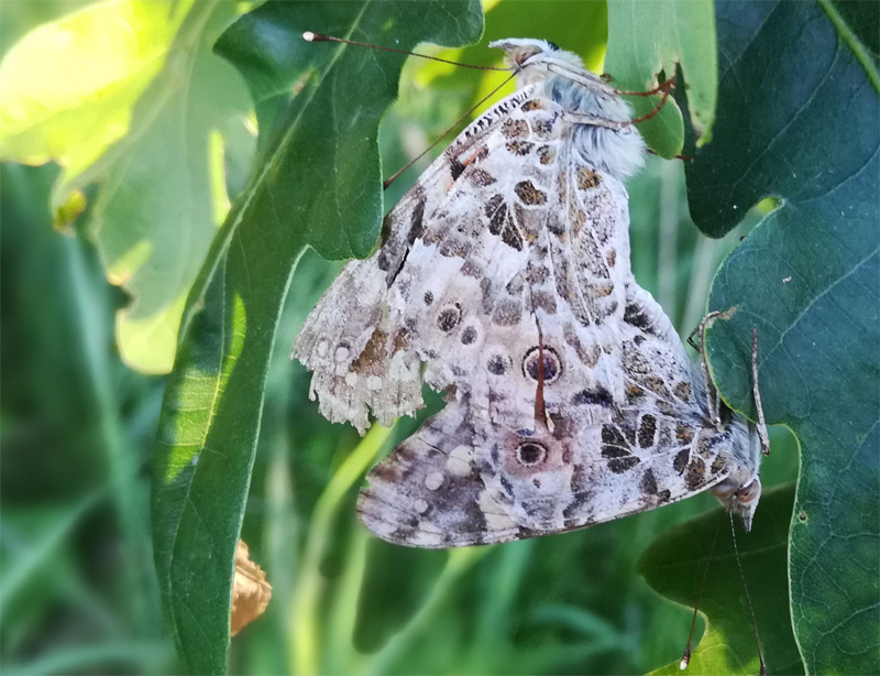 Bild Nr.07245 zum Vergrößern klicken Bild Nr.07245