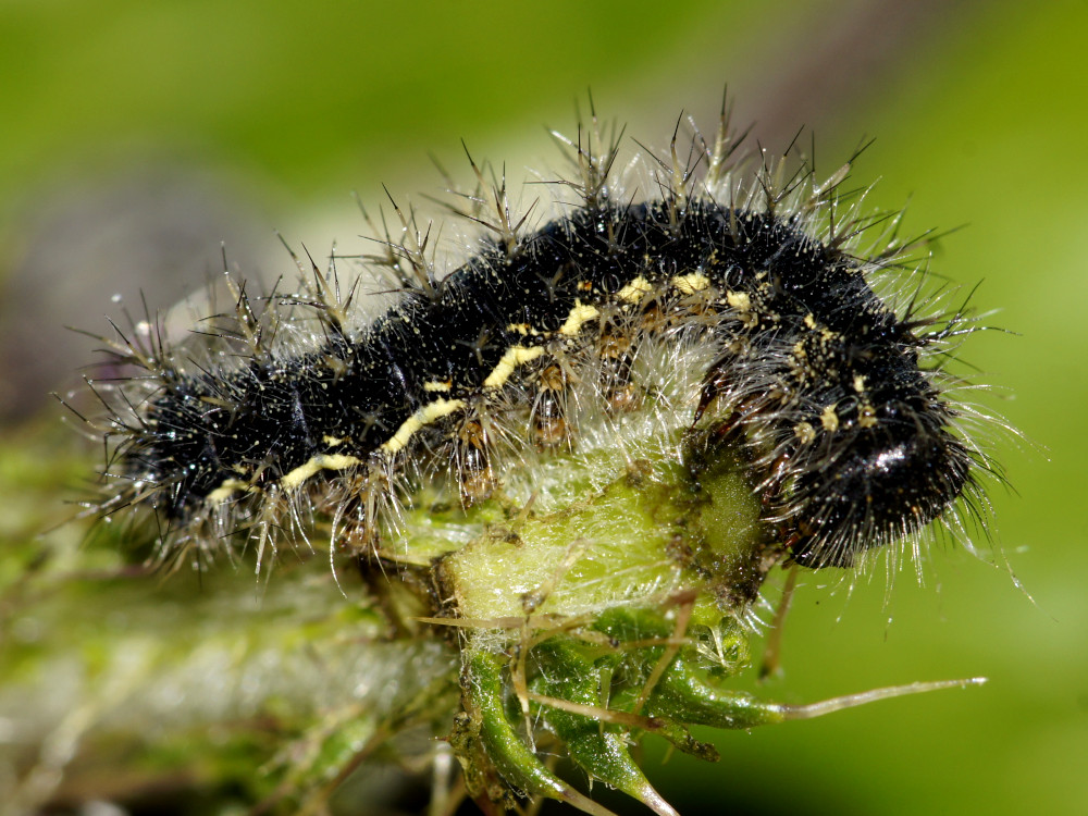 Bild Nr.07245 zum Vergrößern klicken Bild Nr.07245